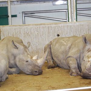 White Rhinos, Kolmarden Zoo
