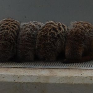 Sleeping Meerkats , Kolmarden Zoo