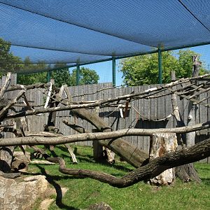 Erfurt Zoo - Monkey Jungle