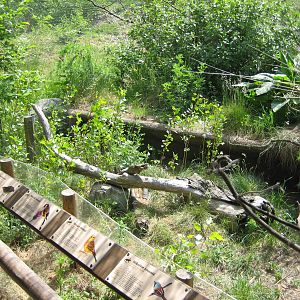 European hedgehog Exhibit