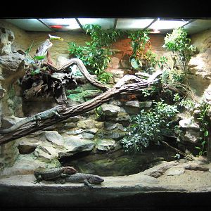 Terrarium for caiman lizards