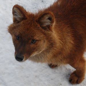Dhole , Kolmarden Zoo
