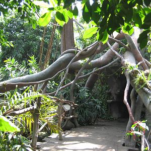 Indonesia jungle Visitor Trail