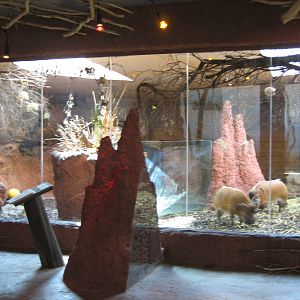 Red River hog Inside Exhibit