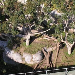 Gorilla Exhibit Aerial 1-6-09