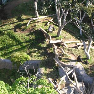 Gorilla Exhibit Aerial 1-6-09