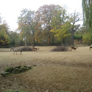 Hannover Zoo - First Savannah