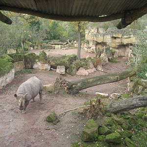Hannover Zoo - Rhino Exhibit