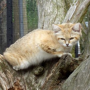 Ree Park - Sand cat