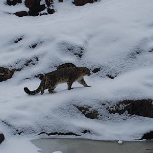 Snowleopard , Kolmarden Zoo