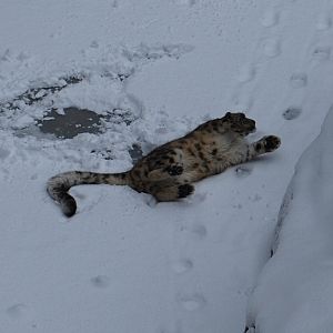 Playing Snowleopard , Kolmarden Zoo