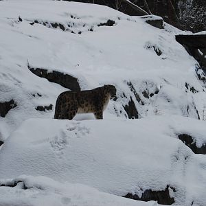 Snowleopard , Kolmarden Zoo