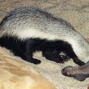Ratel mother with Young