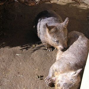 Southern Hairy-nosed Wombat 1-7-09