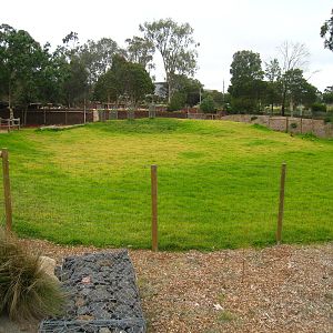 New Kangaroo Island Kangaroo exhibit