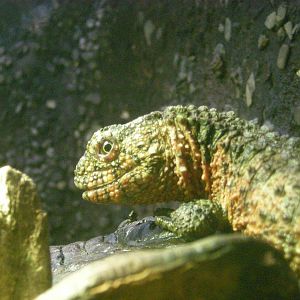 Chinese Crocodile Lizard (Animals in the Arts)