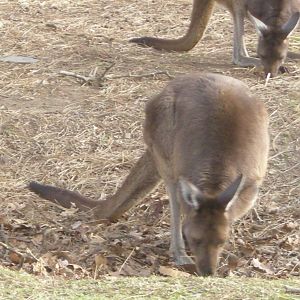 Wallaby Walkabout
