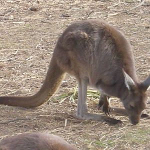 Wallaby Walkabout