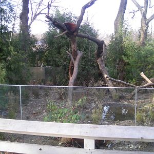 Red Panda Exhibit