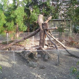 Porcupine Exhibit
