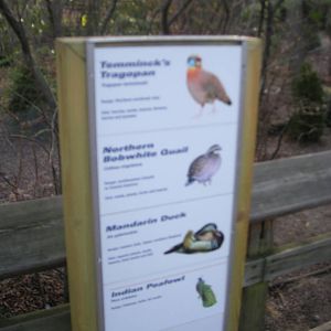 List of Birds in the Aviary