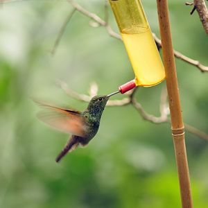Hummingbird