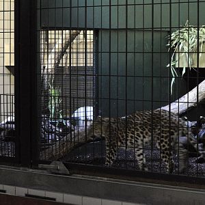 Indian leopard at wuppertal