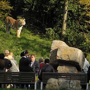 Sibirian Tiger at wuppertal
