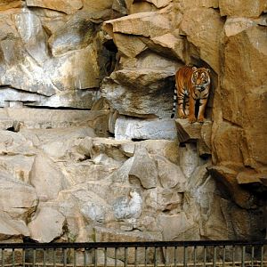 Malayan tiger indoors at Tierpark Berlin
