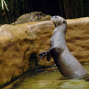 Giant otter at duisburg