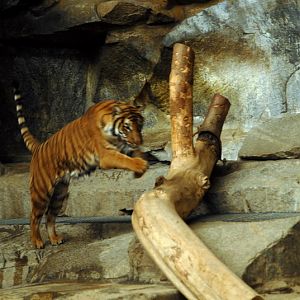 Malayan tiger indoors at Tierpark Berlin