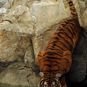 Malayan tiger indoors at Tierpark Berlin