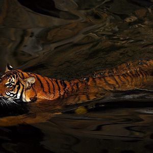 Malayan tiger indoors at Tierpark Berlin