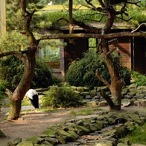 White stork walkthrough