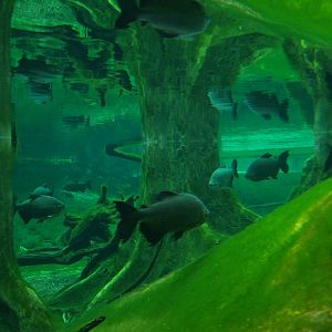 Cosmocaixa - Main aquarium