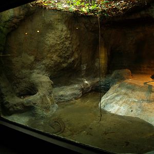 Cosmocaixa - Anacondas