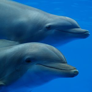 Bottlenose dolphins (Aquarama)