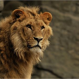 Lion 'Nawiri'