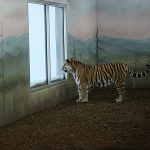 Tiger looking out - Orsa Bearpark