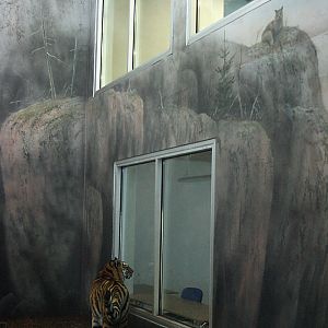 Interior Tiger House - Orsa Bearpark