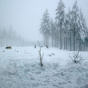 Wolf enclosure - Orsa Bearpark
