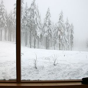 Wolf enclosure - Orsa Bearpark