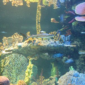 Blacktip Reef Shark - Wildlife World Zoo