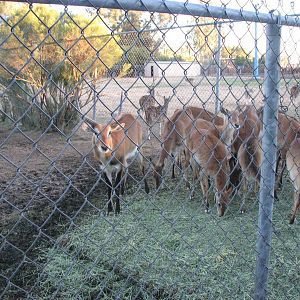 Red Lechwe - Wildlife World Zoo