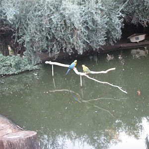 Macaw Exhibit - Wildlife World Zoo