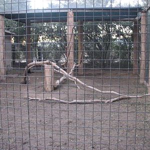 Black Mangabey Exhibit - Wildlife World Zoo