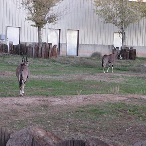 Beisa Oryx - Wildlife World Zoo