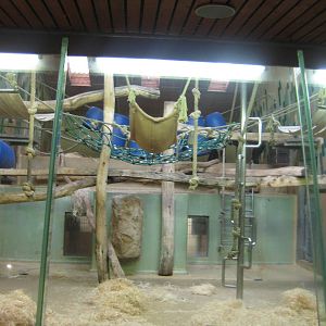 Chimpanzee Inside Cage