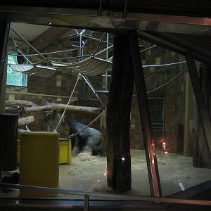 Gorilla Inside Cage