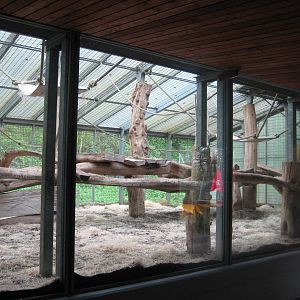 Gorilla Outside cage